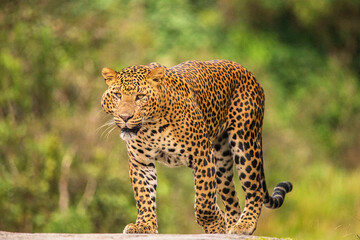 SriLankan Leopard in Central Hills