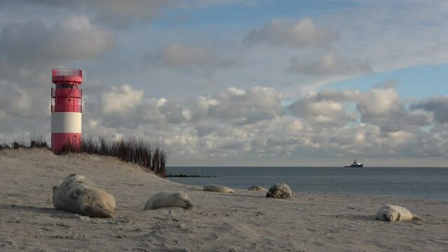 Kegelrobbenkolonie am Sandstrand mit Leuchtturm, Helgoland, Halichoerus grypus