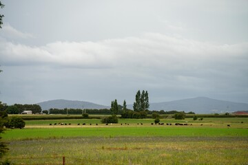 close up of a barley and wheat crop seed heads blowing in the wind in summer in australia on a farm