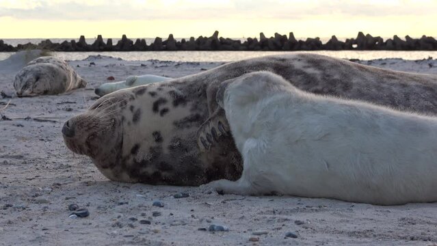 Babyrobbe s&auml;ugt an den Zitzen der Mutter, Nahrungsaufnahme, Halichoerus grypus