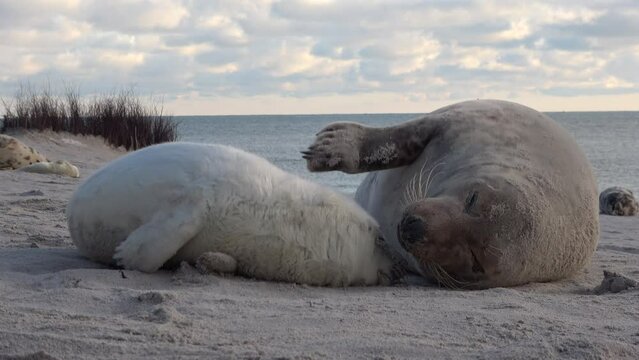 Babyrobbe s&auml;ugt an den Zitzen der Mutter, Nahrungsaufnahme, Halichoerus grypus