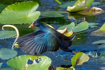 Purple Gallinule - Porphyrio martinica - walking on spatterdock on Anhinga Trail in Everglades...