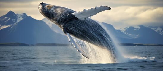 Icelandic whale leaping from sea. - obrazy, fototapety, plakaty
