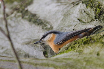Sitta europaea aka Eurasian nuthatch is crawling on the tree. Late autumn in Czech republic nature.