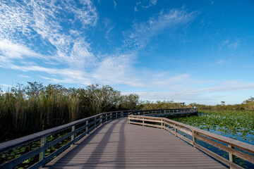 View of spatterdock pond from Anhinga Trail boardwalk in Everglades National Park, Florida under high autumn cloudscape on sunny afternoon.