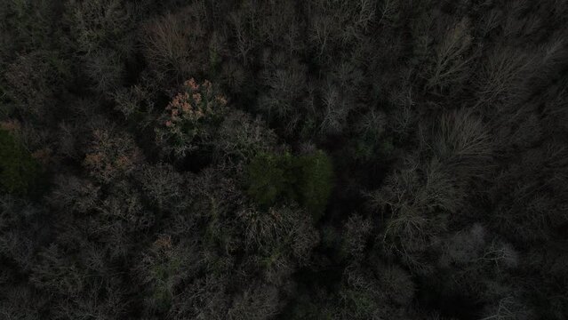 Fly over forest with many trees in late autumn