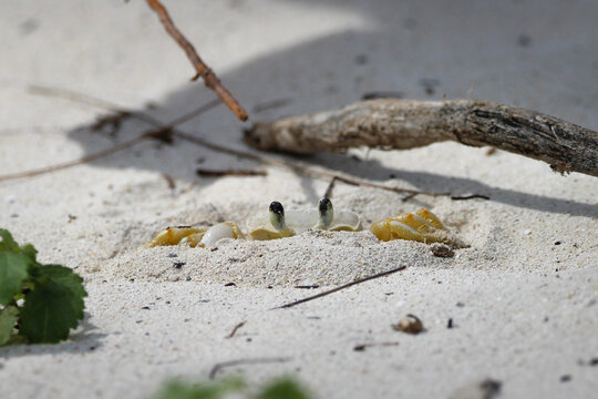 Hiding Crab, Guana Island, British Virgin Islands