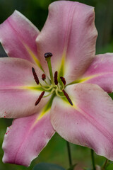 Blooming purple lily flower on a green background on a summer sunny day macro photography. Garden lillies with bright pink petals in summer, close-up photography.	