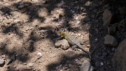 lizard in the sand