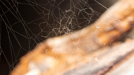 close up of a web
