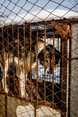 Homeless sweet, kind dog in a cage waiting for affection and owner