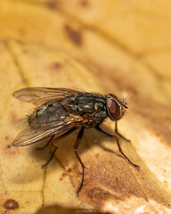 fly on a leaf