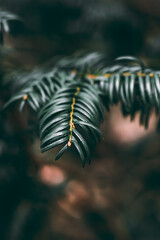 Close-up Plant Flower Flora Leaves Nature