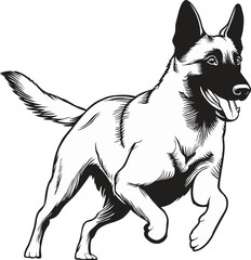 Black and White Vector illustration of a Belgian Malinois Dog