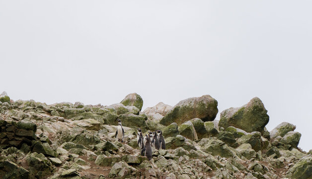 Landscape of Isla Ballestas in Peru. Group of penguins standing on cloudy day