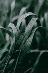 Fototapeta premium Close-up Plant Flower Flora Leaves Nature