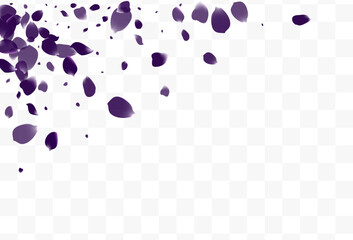 Delicate Flower Dutch Vector White Transparent