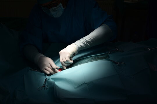 Operation eines auf dem R&uuml;cken liegenden Pferdes wegen Kolik in der Pferdeklinik