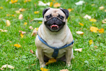 A small smiling pug sits in a clearing in an autumn park...
