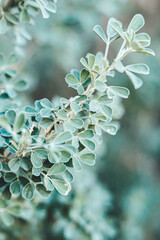 Close-up Plant Flower Flora Leaves Nature