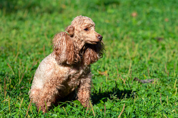 Little Poodle playing on a green field