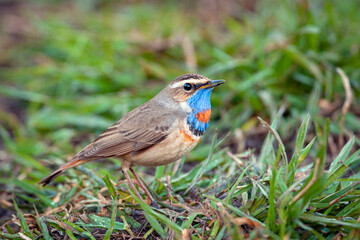 Bluethroat sits on the ground Close-up...
