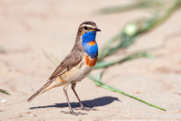 Bluethroat sits on the ground Close-up...
