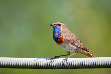 Cute bird, bluethroat male sitting on branch with blurred 