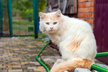 White cat breed (Turkish van) close-up walks on the street.