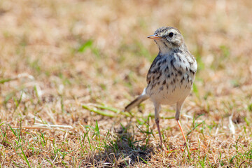 Berthelot's pipit (Anthus berthelotii) is a small passerine bird which breeds in Madeira and the Canary Islands..
