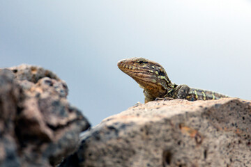 Gallotia galloti, also known commonly as Gallot's lizard, the Tenerife lizard, and the Western Canaries lizard.