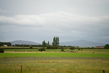 wheat grain crop in a field in a farm growing in rows. growing a crop in a of wheat seed heads...