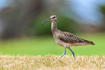 Curlew (lat. Numenius phaeopus) on the island of Tenerife.
