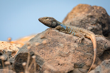 Gallotia galloti, also known commonly as Gallot's lizard, the Tenerife lizard, and the Western...