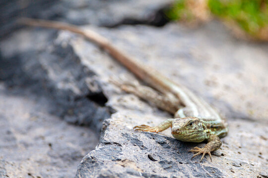 Gallotia galloti, also known commonly as Gallot's lizard, the Tenerife lizard, and the Western Canaries lizard.