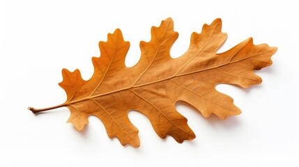 Oak leaf isolated on white background ai generated