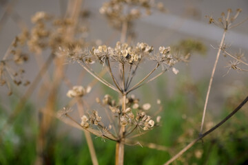 Dried inflorescence of a wild flower