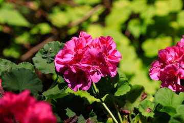 Geranium flower in bloom on a sunny day