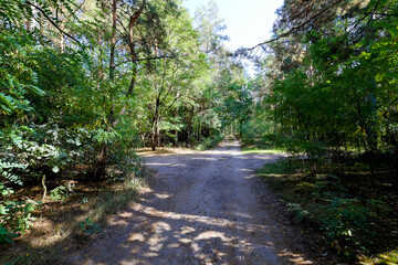 Forest tracks crossroads