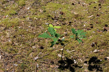 Litter and a young oak