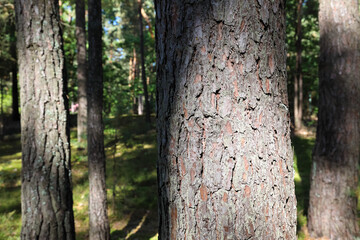 Pine trees and their bark in the forest