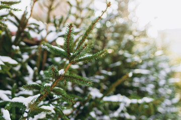 Christmas outdoor background with fir tree branches and Lights blurred bokeh. Defocused christmas lights and decorations for background. Holidays and happiness christmas concept. High quality photo