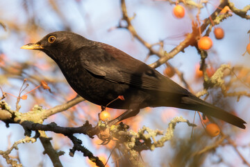 Amsel im Beerenstrauch