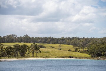 australian farming landscape in springtime with angus and murray grey cows growing beef cattle