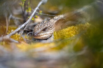 australian blue tongue lizard in tasmania australia