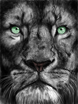 Lion. Portrait of a lion. The lion is drawn with a pencil