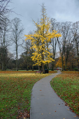 Beautiful autumn scene of a footpath leading towards a tree with yellow leaves in a park in...