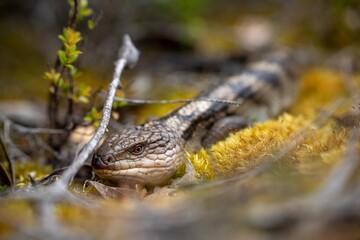 australian blue tongue lizard in tasmania australia