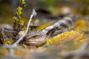 australian blue tongue lizard in tasmania australia