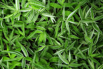 Green natural texture. Textured background. Foliage of plant